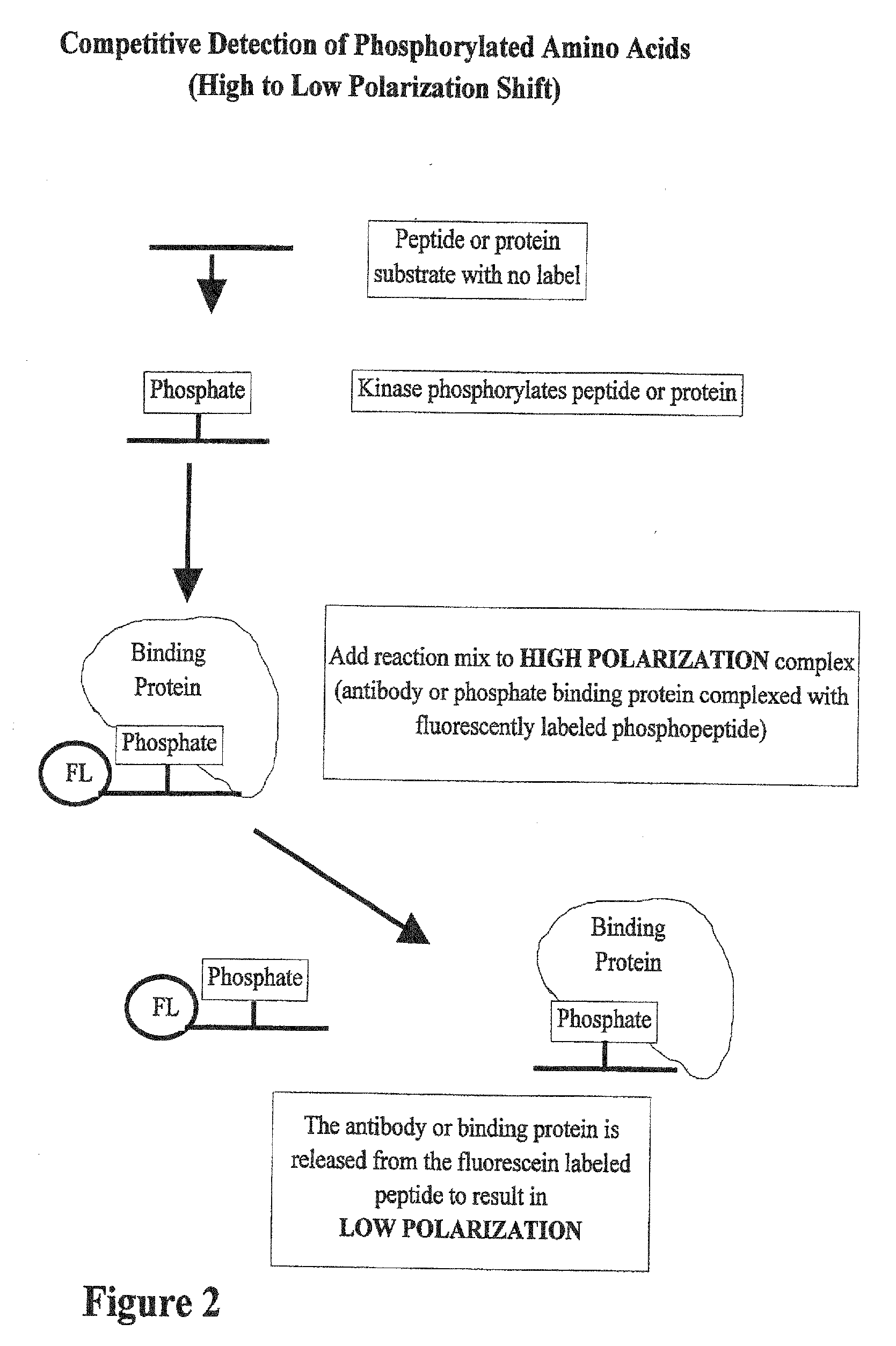 Kinase and phosphatase activity measurement using fluorescent polarization