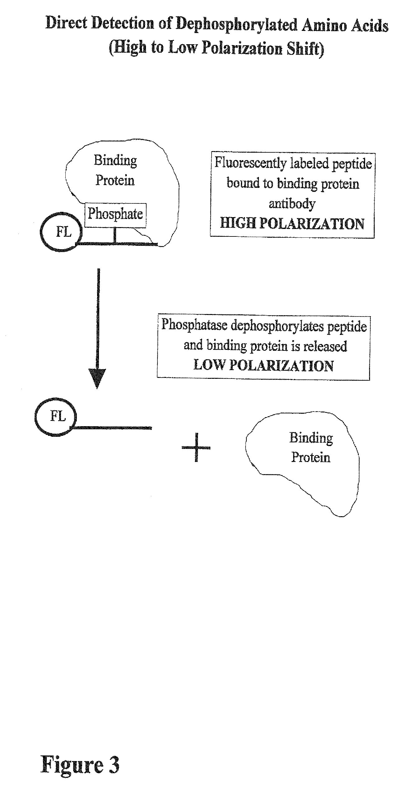 Kinase and phosphatase activity measurement using fluorescent polarization