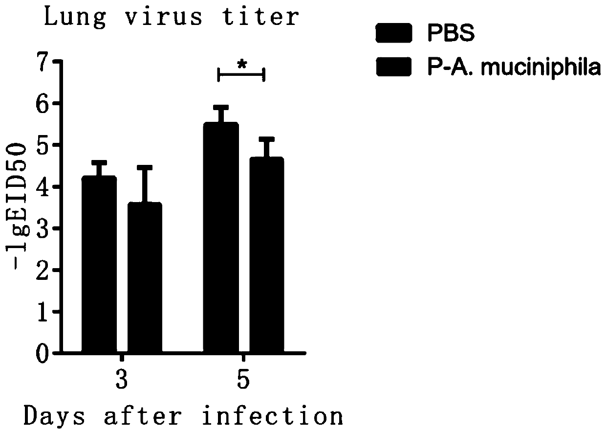 Applications of Akkermansia muciniphila in preparing microecological preparations for treating or preventing avian influenza virus infection
