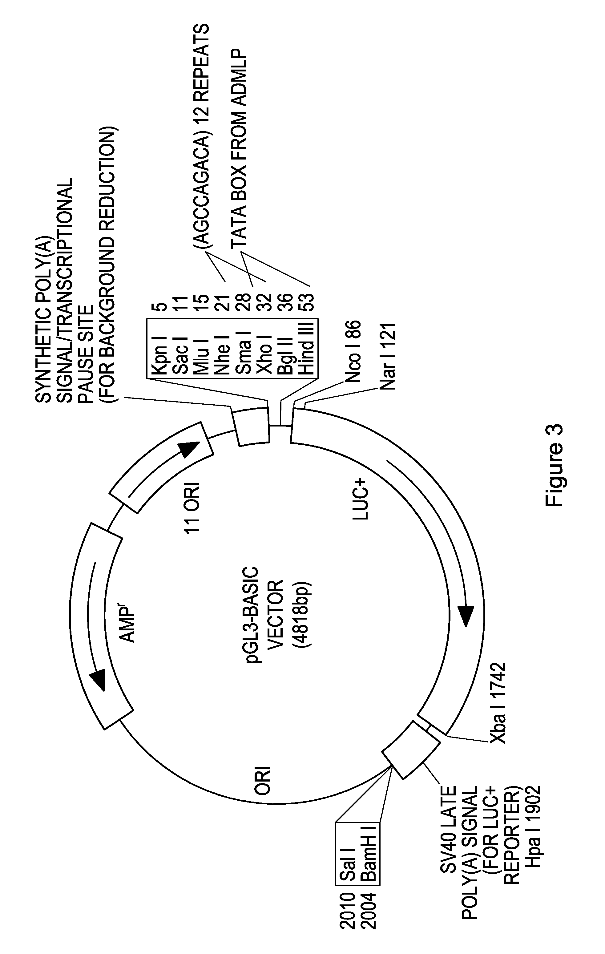 Activin-actriia antagonists and uses for treating multiple myeloma