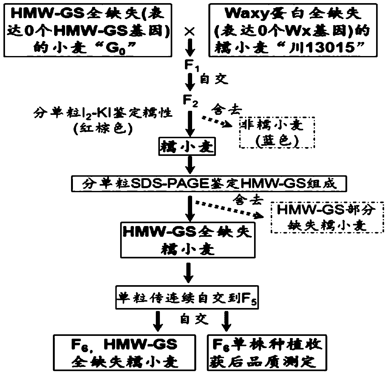 Method for creating HMW-GS (high molecular weight glutenin subunits) fully deleted waxy wheat