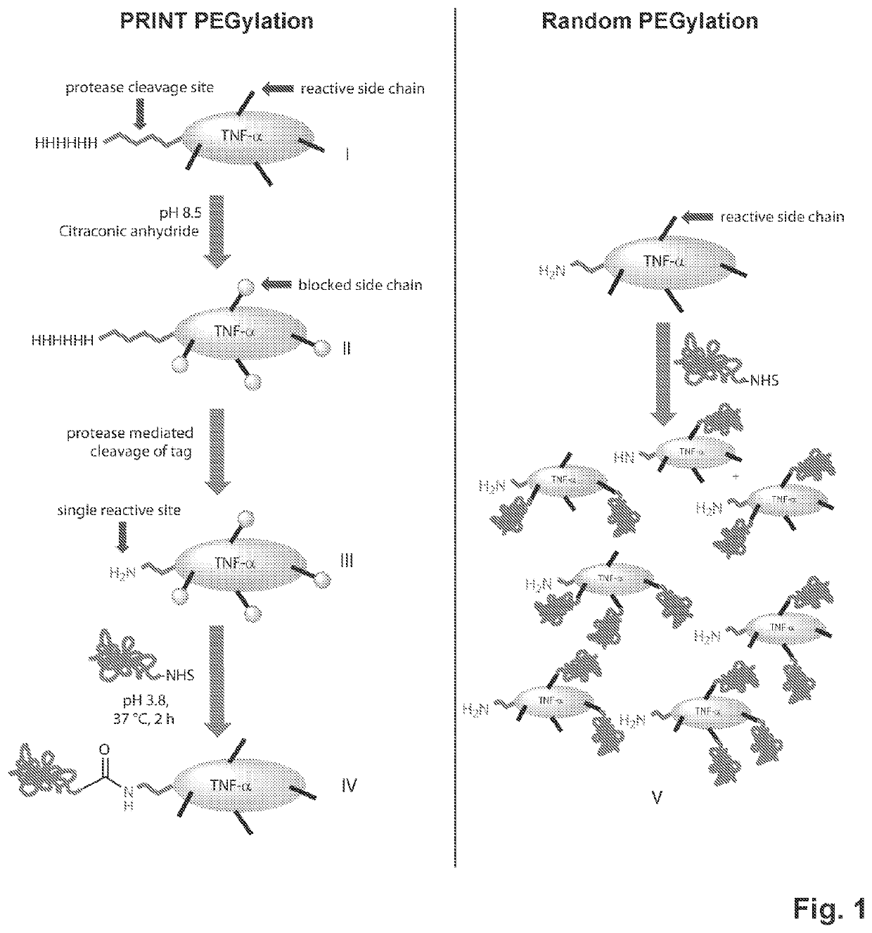 Protein bioconjugation method