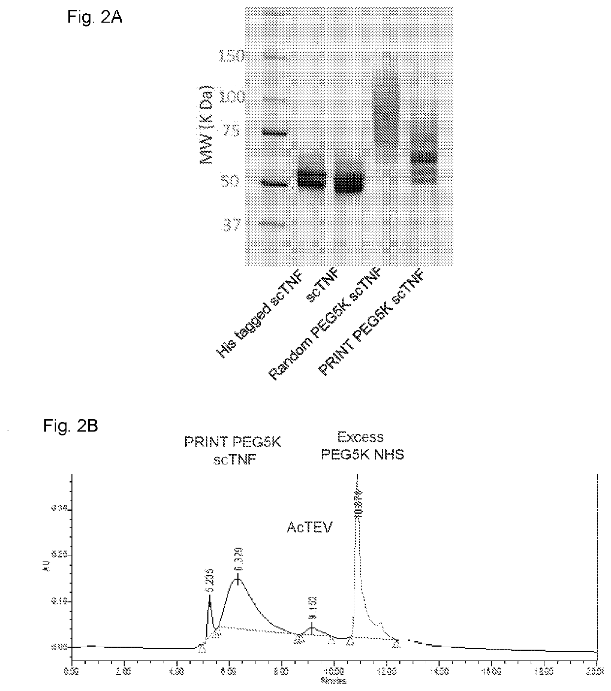 Protein bioconjugation method