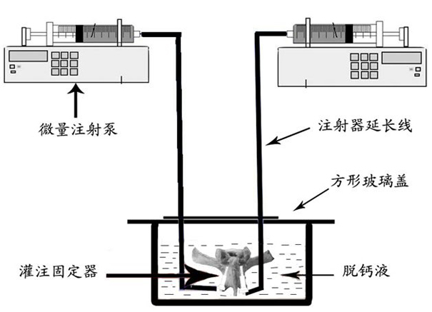 Modeling method of osteoporosis centrum in vitro model and mating perfusion fixator