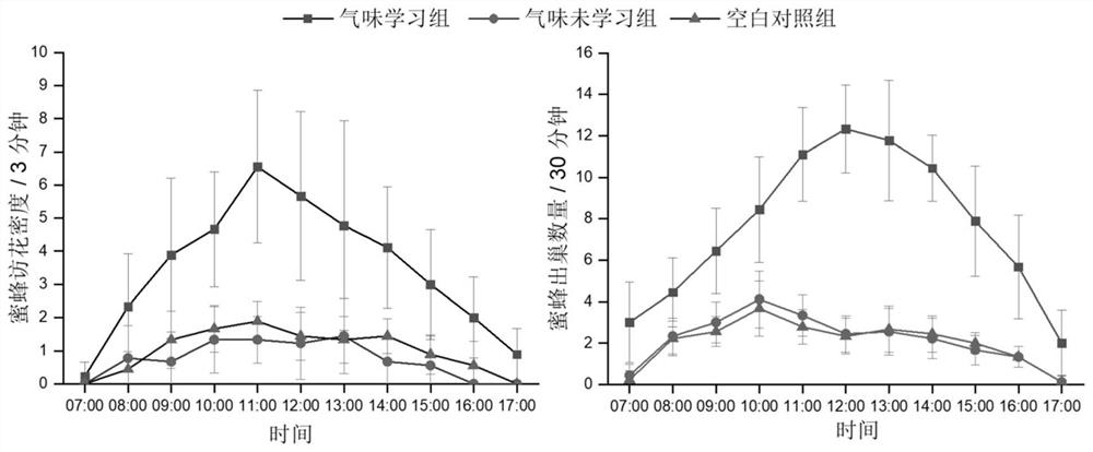 A kind of bee attractant and its application and method for luring bees to pollinate tomato flowers