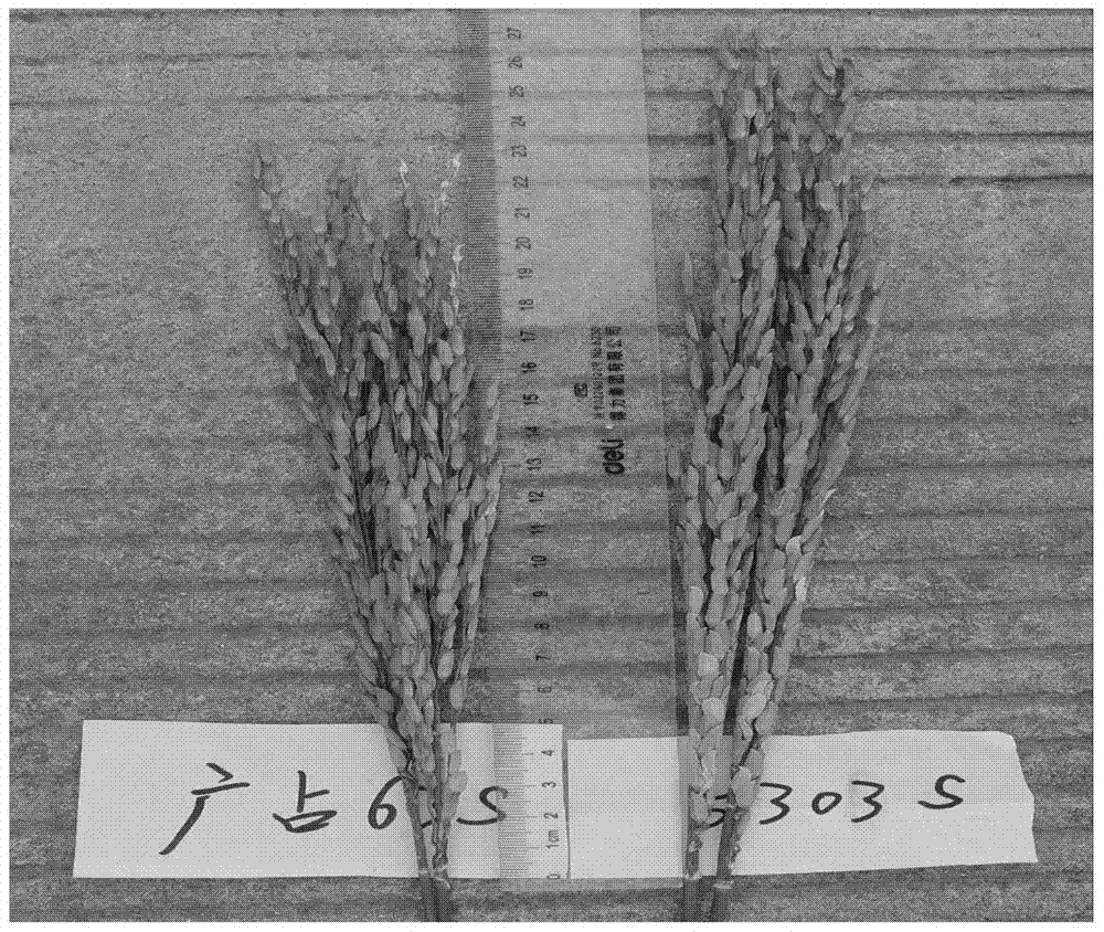 A method for breeding high-yield hybrid rice that is not easy to shatter
