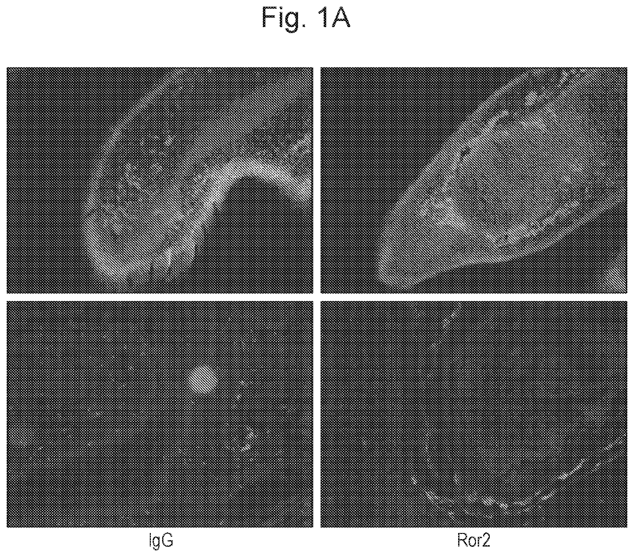 Ror2 inhibitors and use thereof in treating and/or preventing cartilage loss