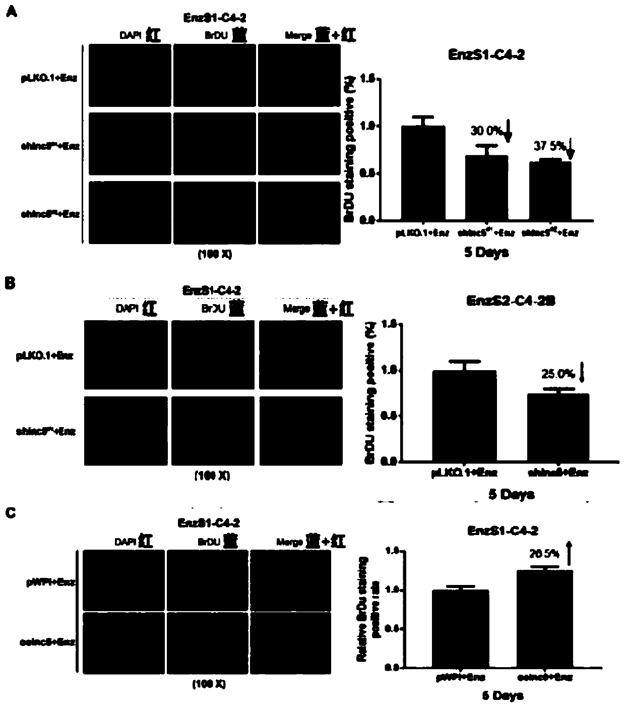 LncRNA related to enzalutamide treatment sensitivity and application of lncRNA to prostate cancer treatment by enzalutamide