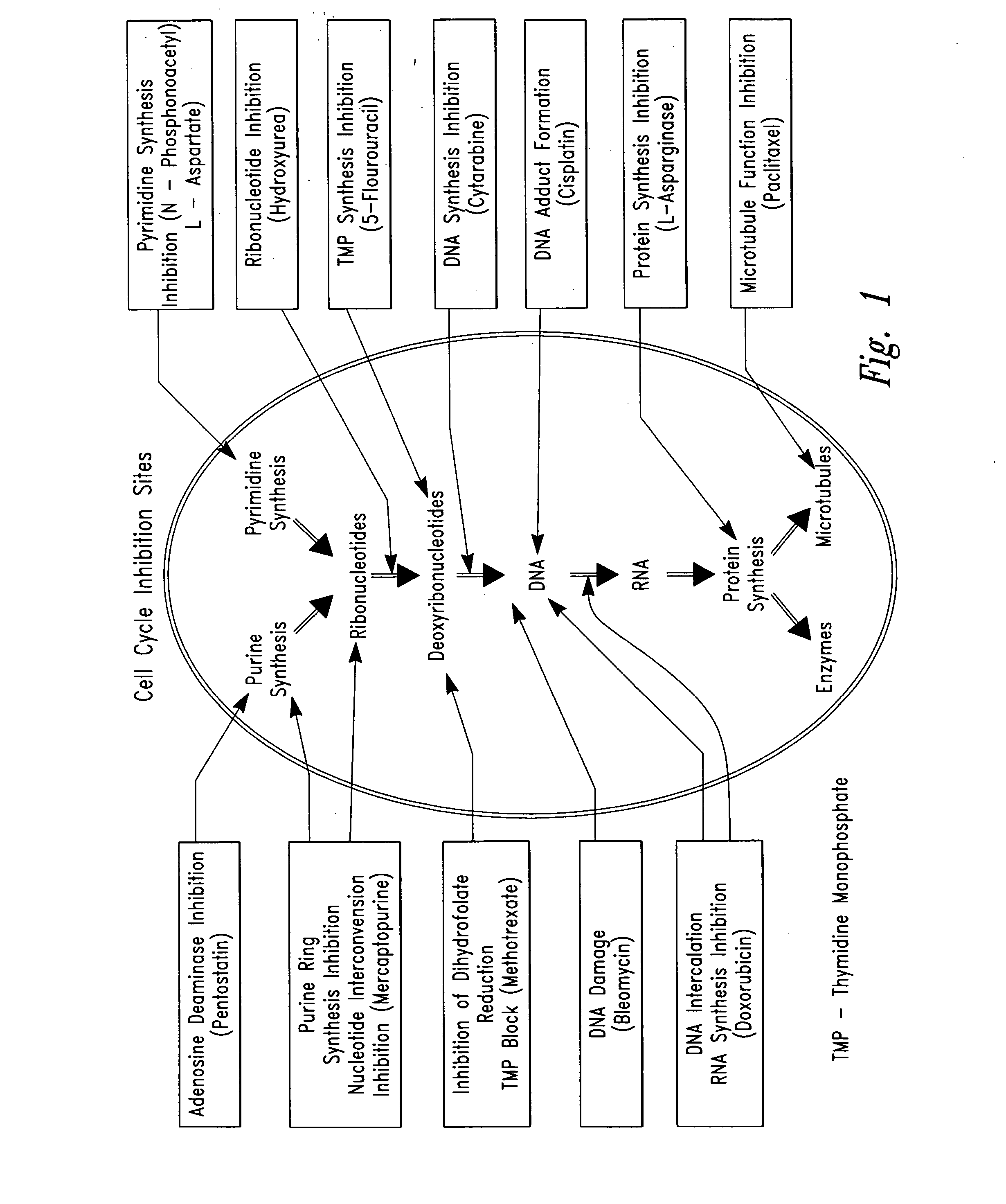 Compositions and methods for treating disease utilizing a combination of radioactive therapy and cell-cycle inhibitors