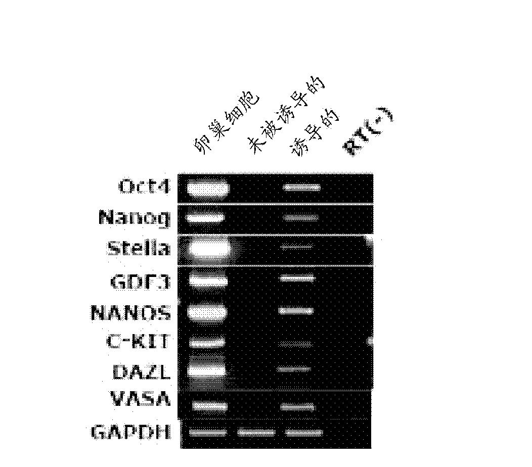 Composition and method for generating induced pluripotent stem cells using the same