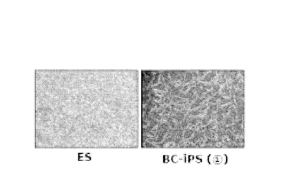 Composition and method for generating induced pluripotent stem cells using the same