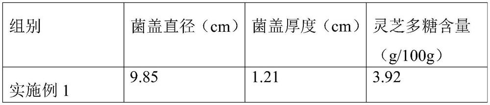 Method for interplanting sarcandra glabra under forest with bamboo lucid ganoderma