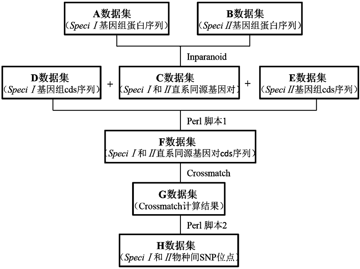 Method for batch computing genome coding region SNP sites among related species