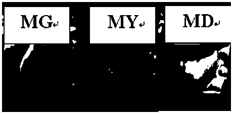 Fried rice mate formula containing sweet potato carotene and preparation method thereof