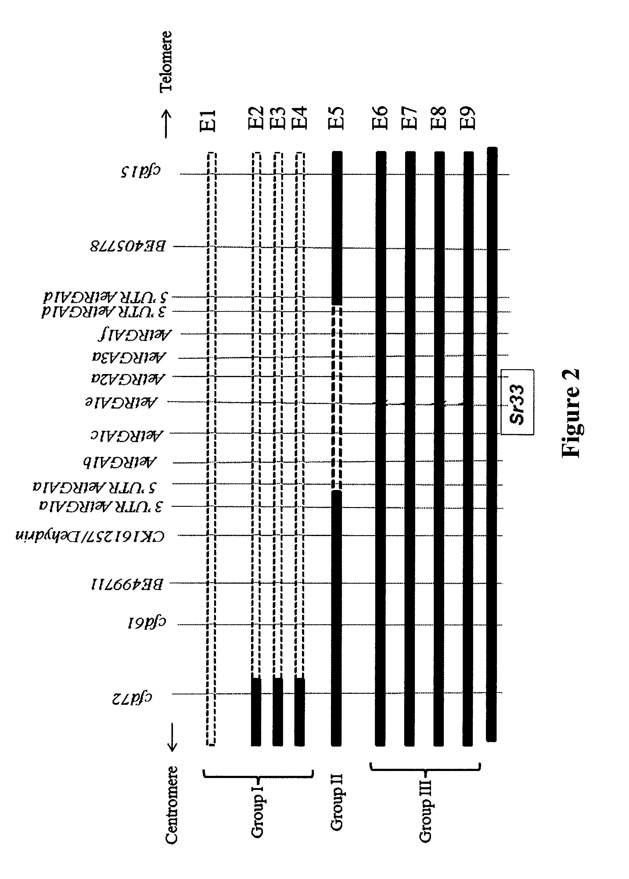 Wheat Stem Rust Resistance Gene