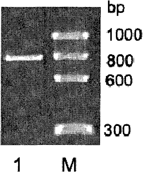 Esterase with racemic phenyl glycidyl ester split activity, encoding gene and application thereof