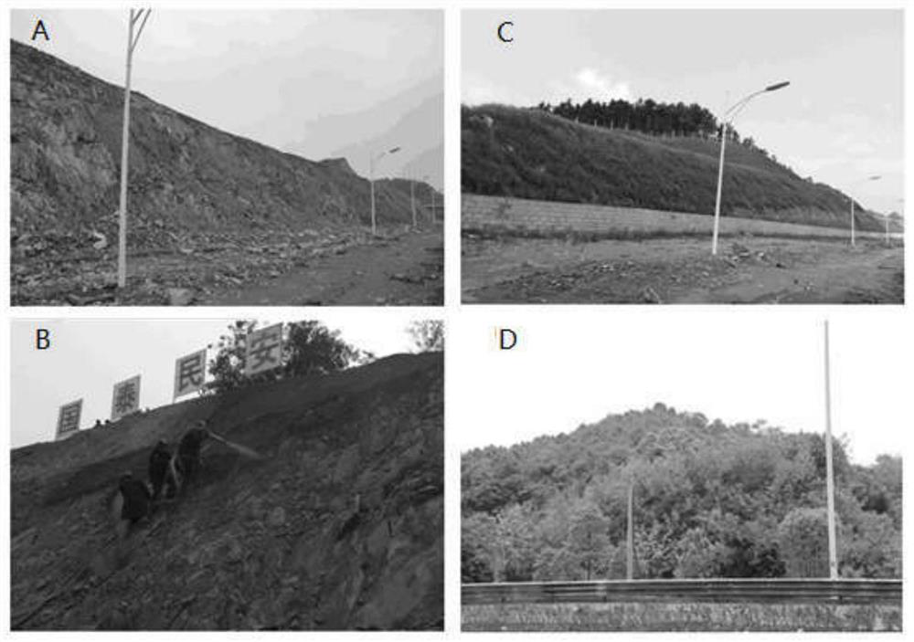 A method for spraying Robinia pseudoacacia on exposed rock walls of shale with high efficiency and rapid regreening and improving soil pH