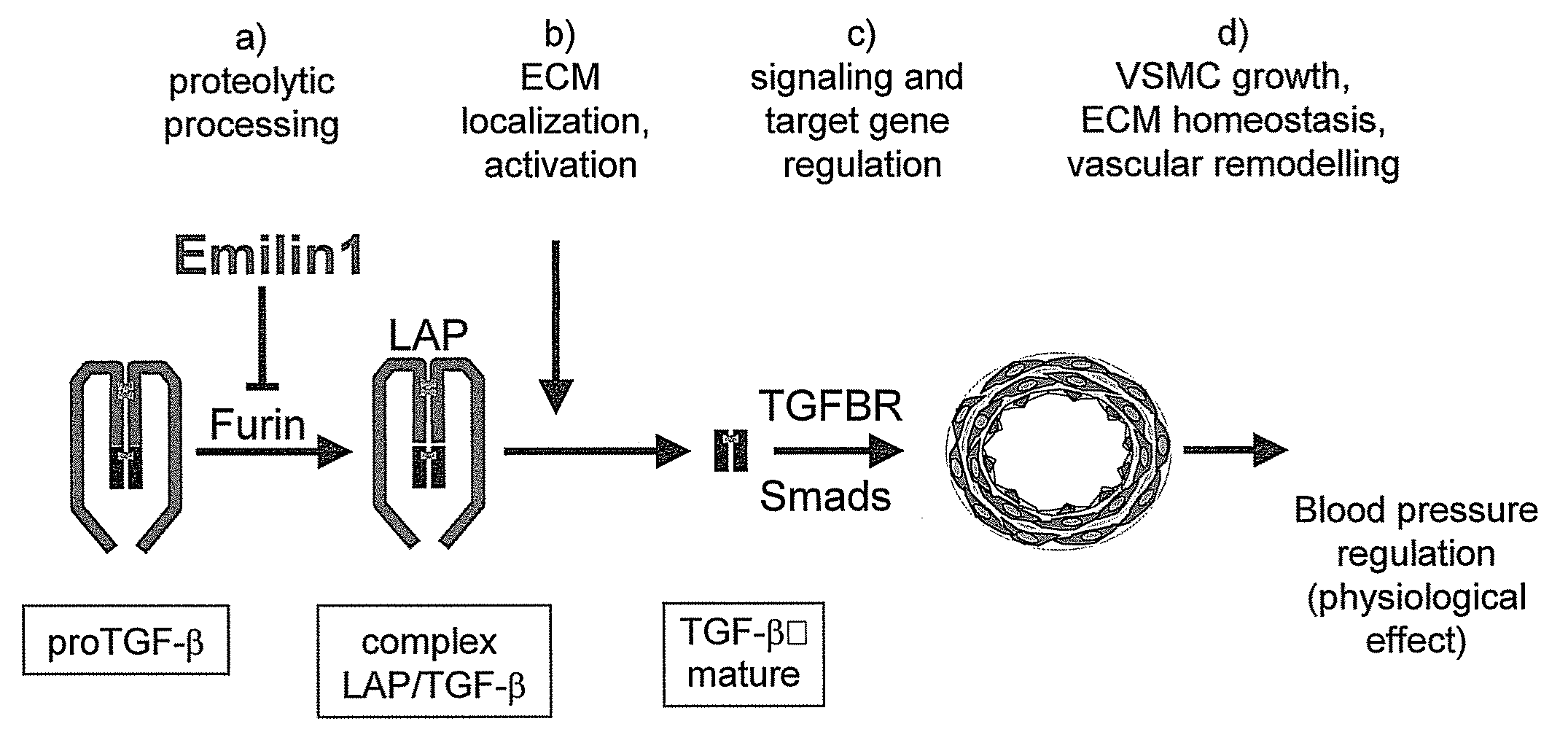TGF-Beta Modulators and Use Thereof