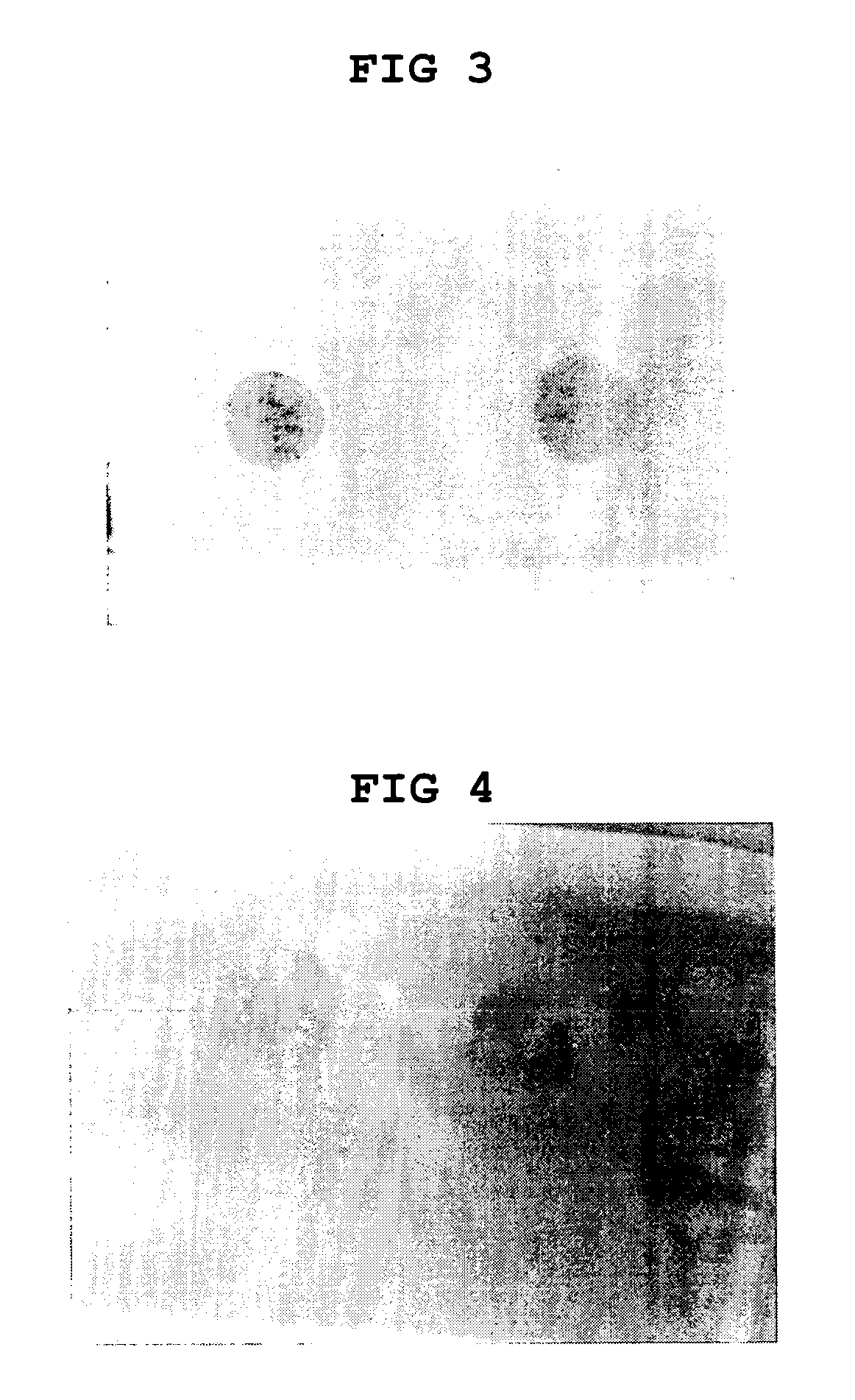 Seperator coated with electrolyte-miscible polymer and electrochemical device using the same