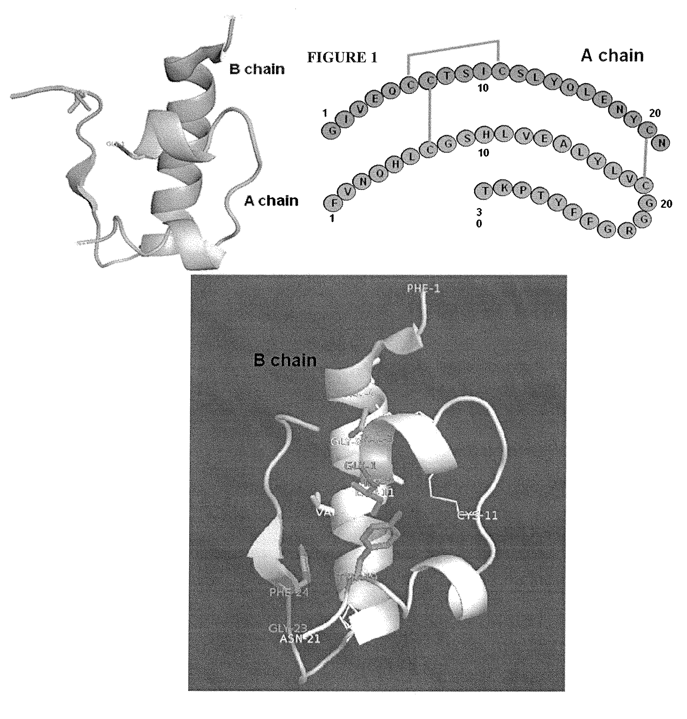 Modified insulin polypeptides and their uses