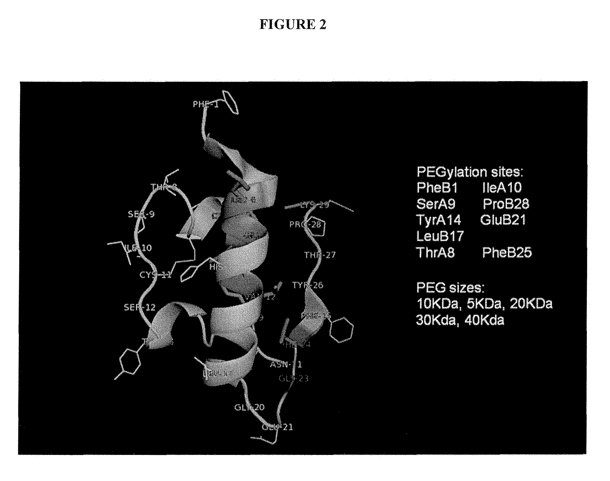 Modified insulin polypeptides and their uses