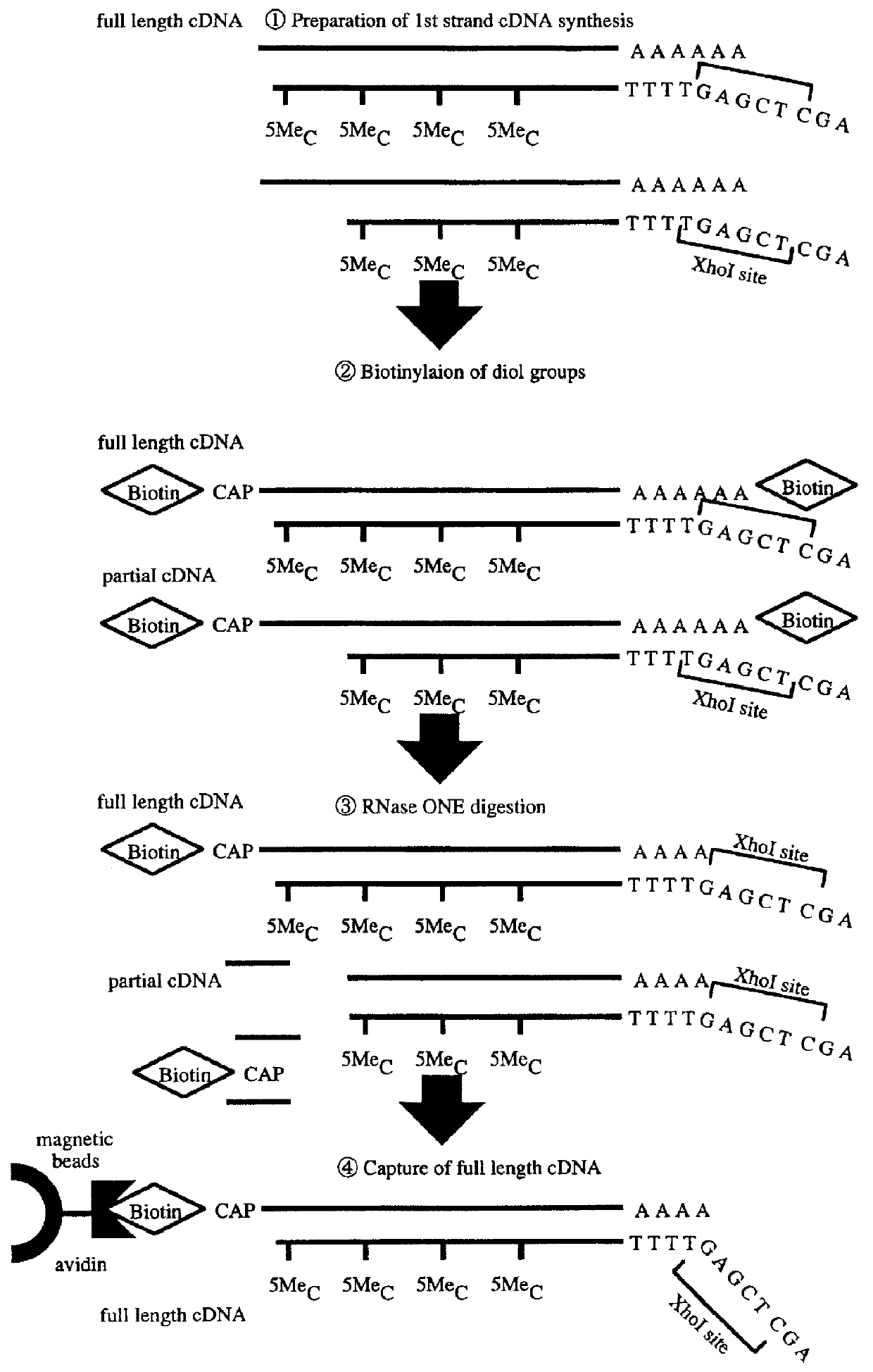 Method for forming full-length cDNA libraries