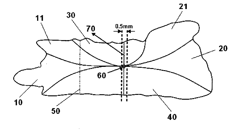 Preparation of mackerel otolith cross-sectional slices and method for determining age thereof