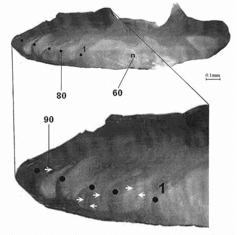 Preparation of mackerel otolith cross-sectional slices and method for determining age thereof