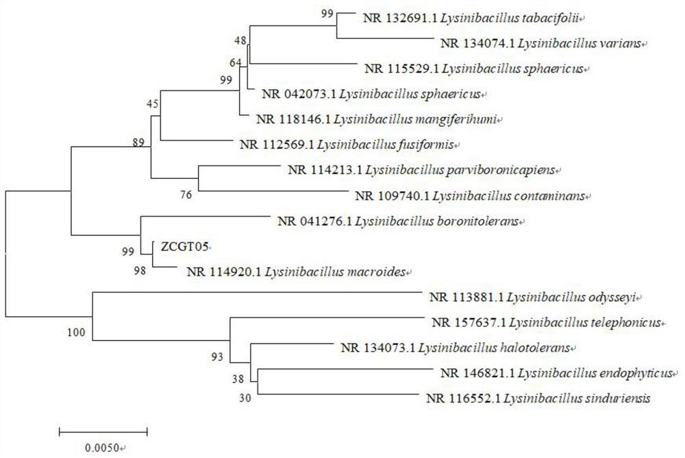 A kind of lysine bacillus zcgt05 and its application