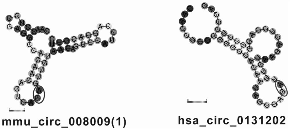 Nucleic acid medicine for diabetic cardiomyopathy and application thereof