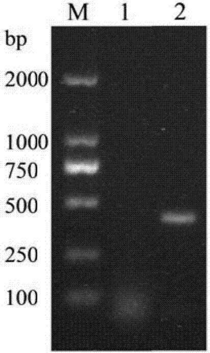 Porcine circovirus type 3 PCR detection primer pair and kit