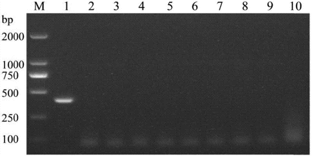 Porcine circovirus type 3 PCR detection primer pair and kit
