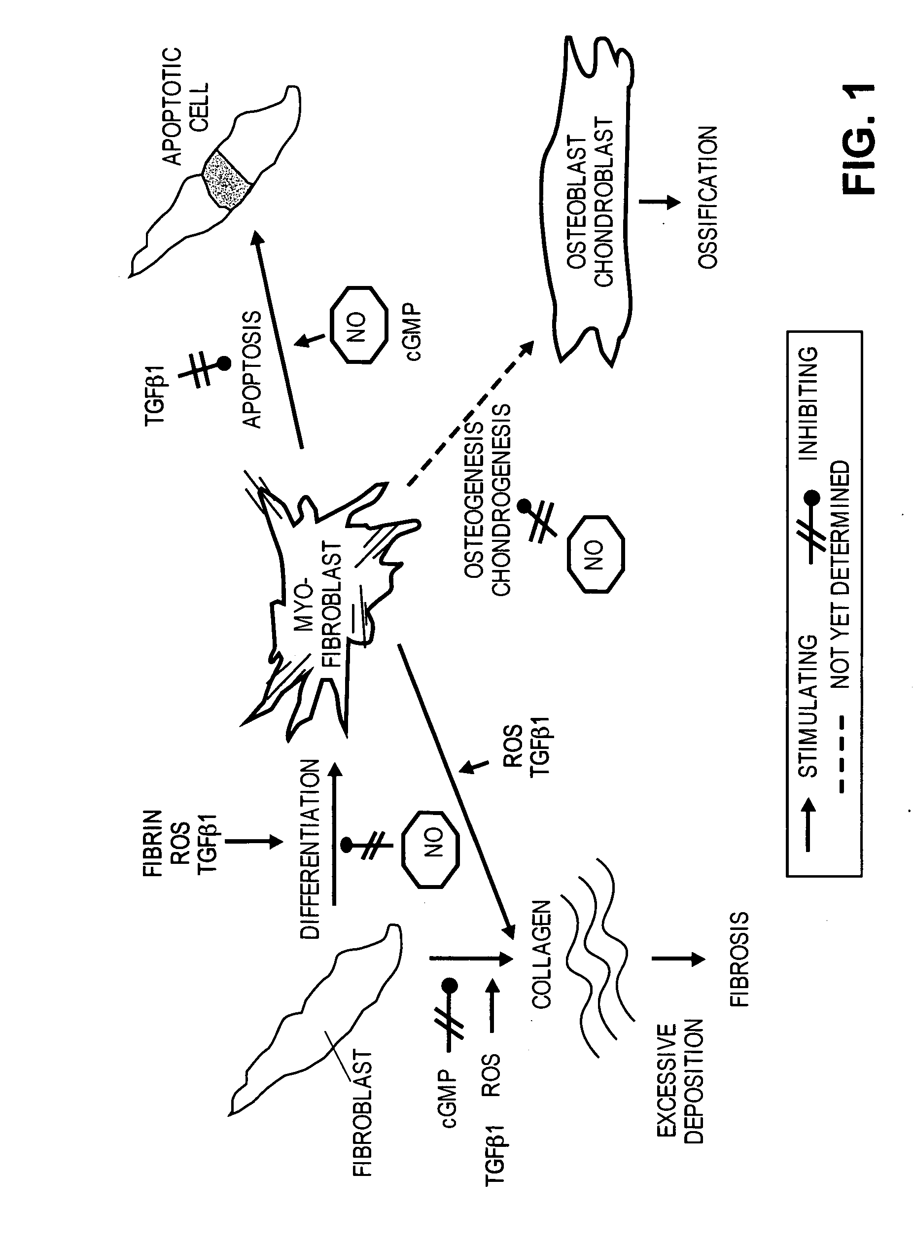 Methods of use of inhibitors of phosphodiesterases and modulators of nitric oxide, reactive oxygen species, and metalloproteinases in the treatment of peyronie's disease, arteriosclerosis and other fibrotic diseases