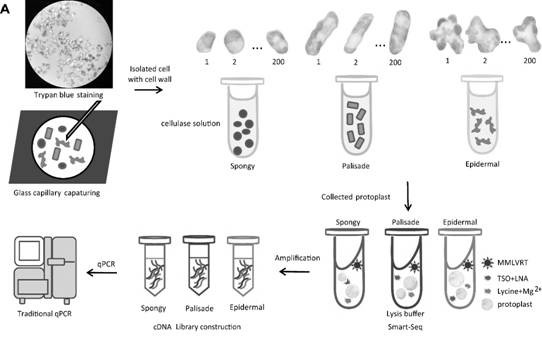 High-throughput verification method of plant tissue single cell transcriptome sequencing result