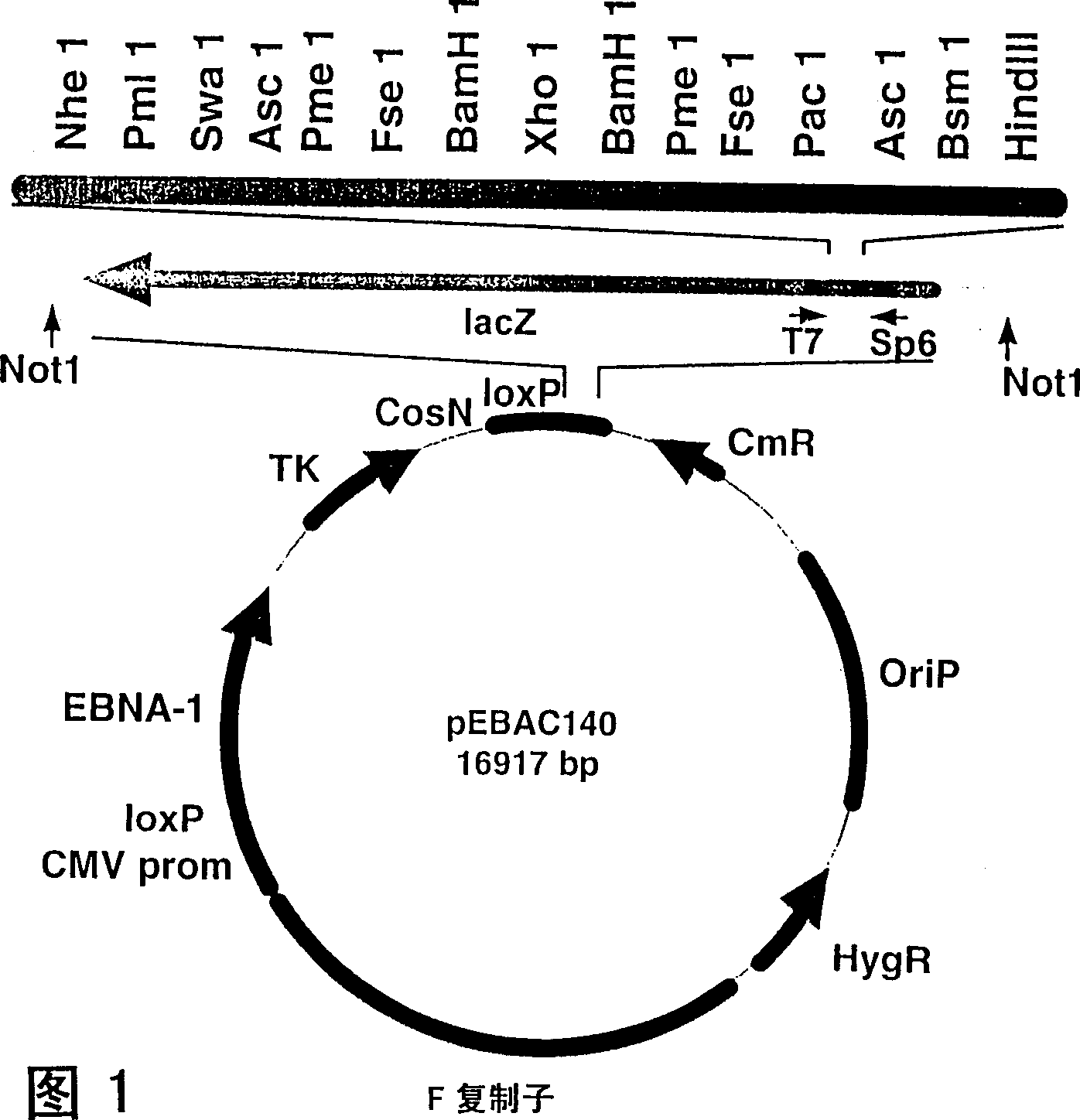 Method of recombination and agents useful for same
