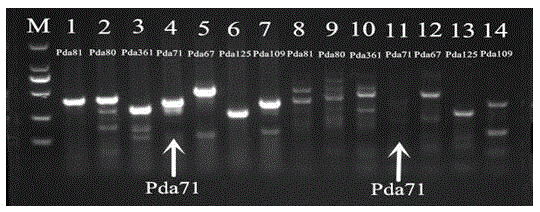 Identification method for hybrid species of paramisgurnus dabryanus and misgurnus anguillicaudatus