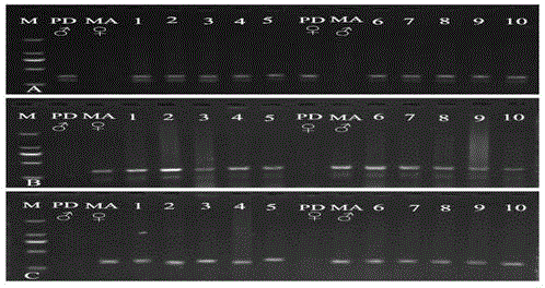 Identification method for hybrid species of paramisgurnus dabryanus and misgurnus anguillicaudatus