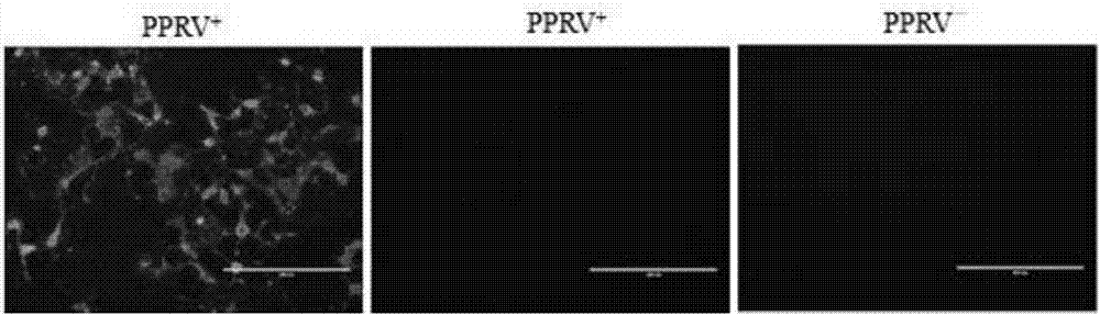 Epitope peptide H362 of HN protein in peste des petits ruminants virus (PPRV), and determination, preparation method and application thereof