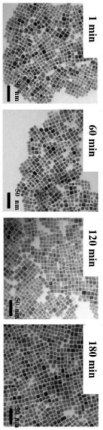 Perovskite nanocrystal with stable morphology at high temperature and preparation method thereof