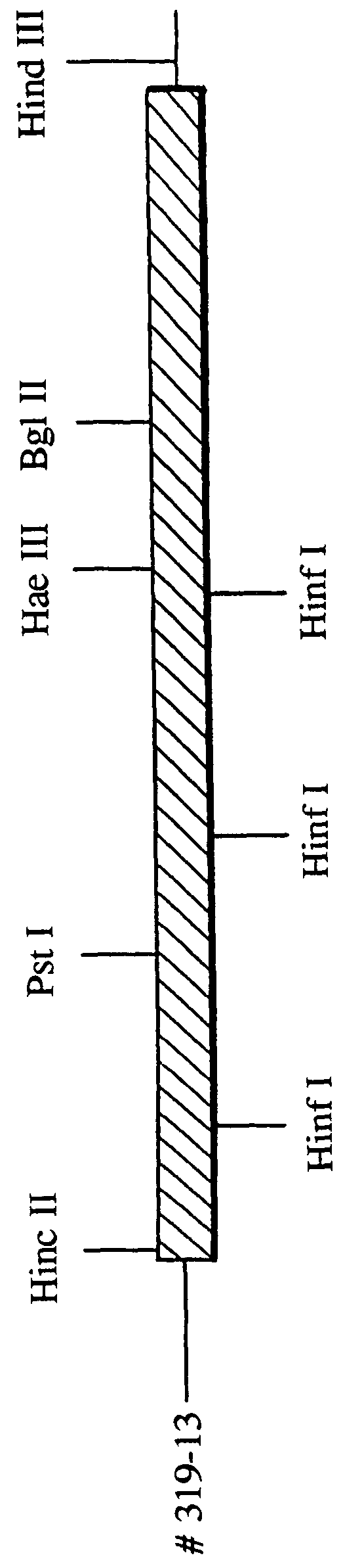 DNA and recombinant plasmid