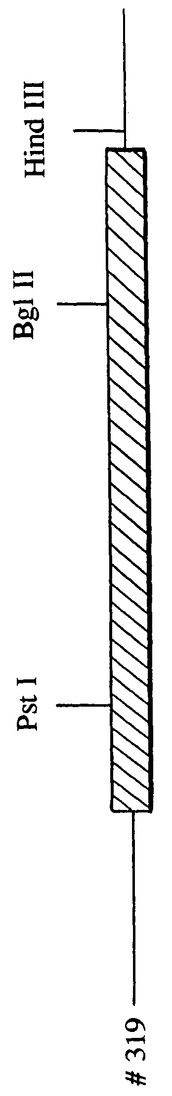 DNA and recombinant plasmid