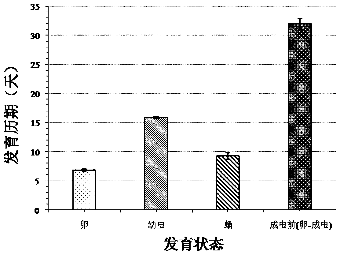 Method for feeding single Tuta absoluta