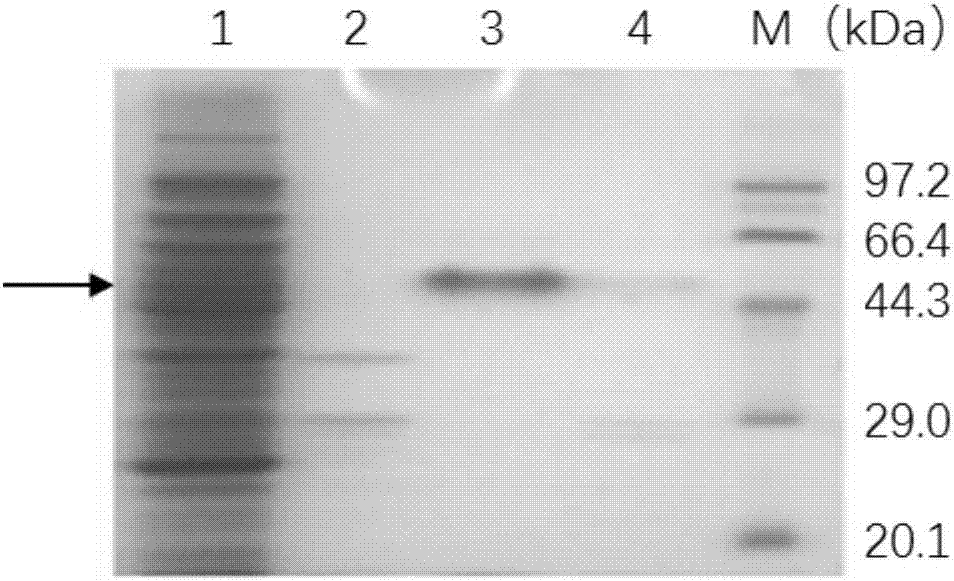 Thermophilic neutral protease gene, engineering bacteria, enzyme and application thereof