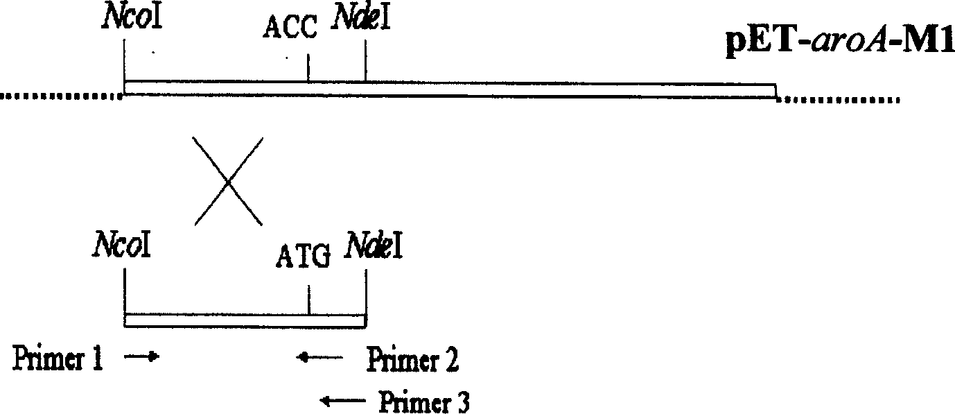 Gene site-directed mutation method and glyphosate-resistant gene obtained by said method and its expression vector and trans foring factor