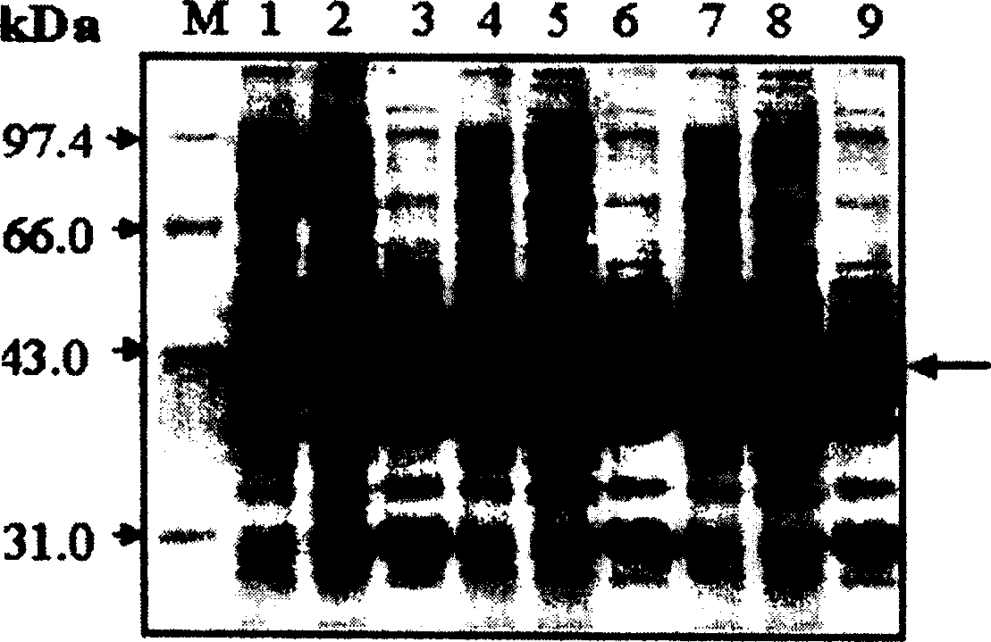 Gene site-directed mutation method and glyphosate-resistant gene obtained by said method and its expression vector and trans foring factor