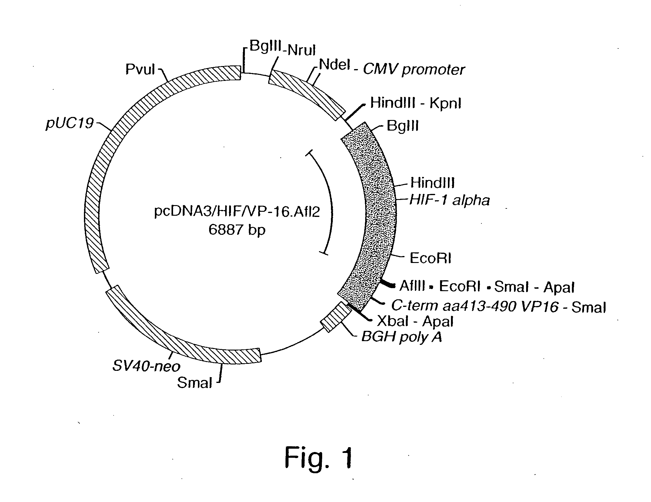 Compositions and methods for inducing gene expression