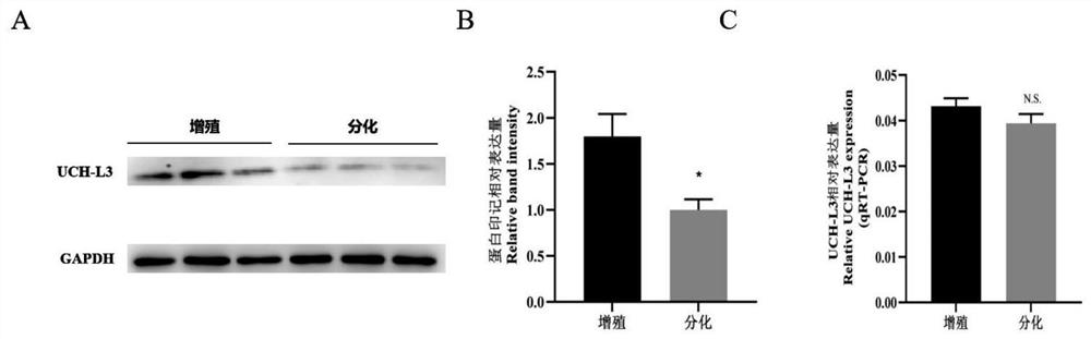 A method for inhibiting the myogenic differentiation of bovine skeletal muscle satellite cells by interfering with uch-l3 expression