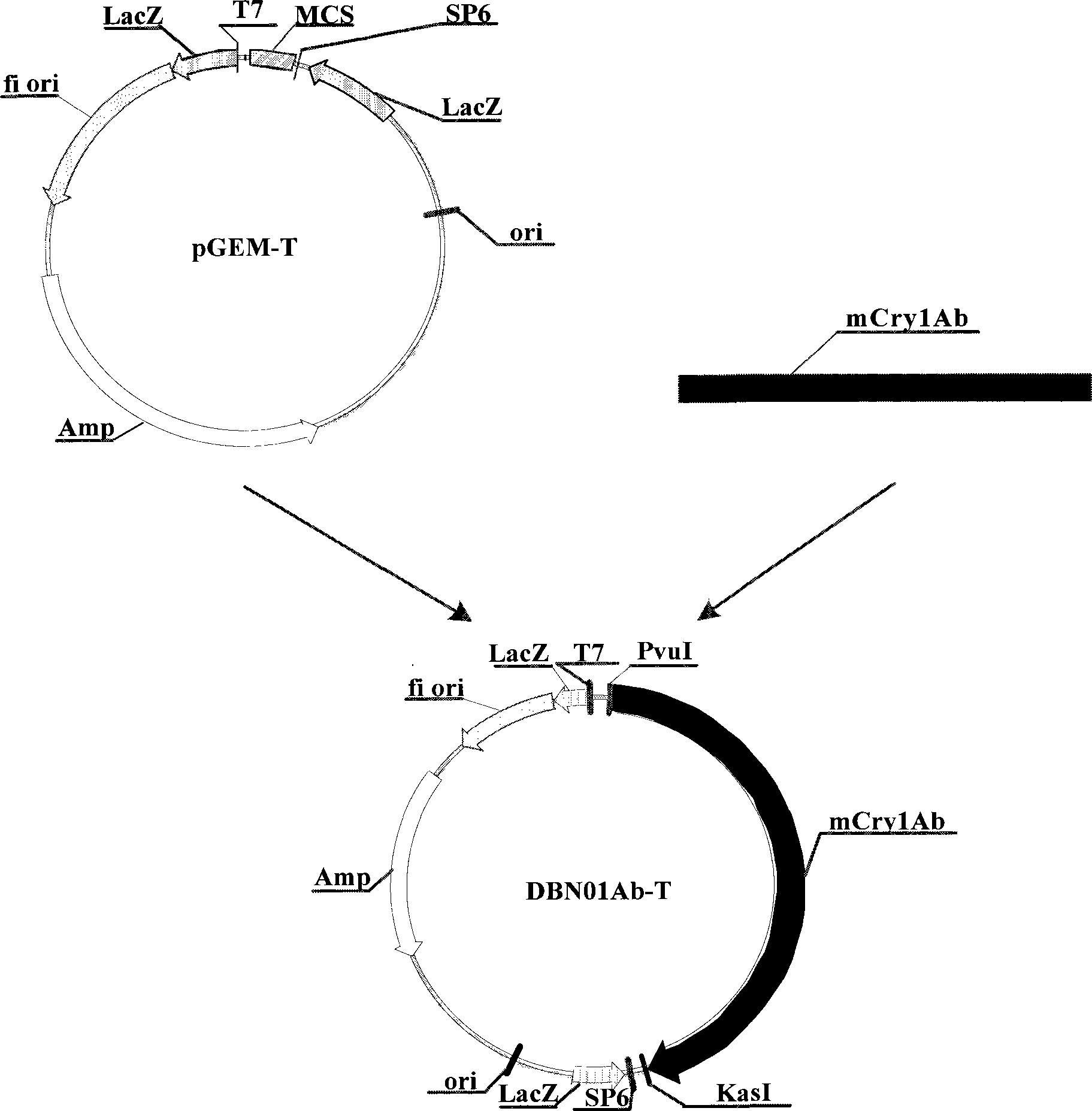 Insecticide gene and application thereof