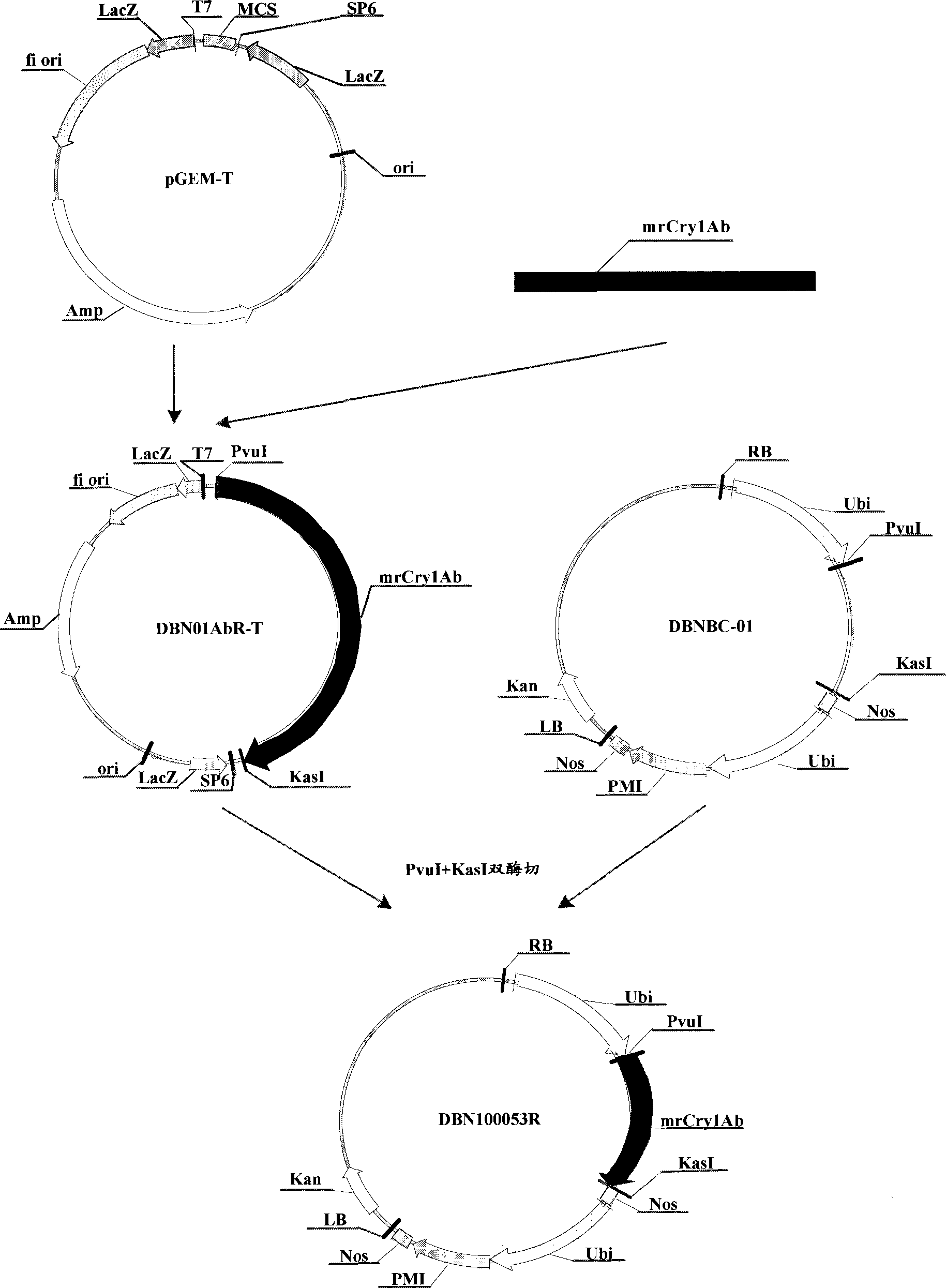 Insecticide gene and application thereof