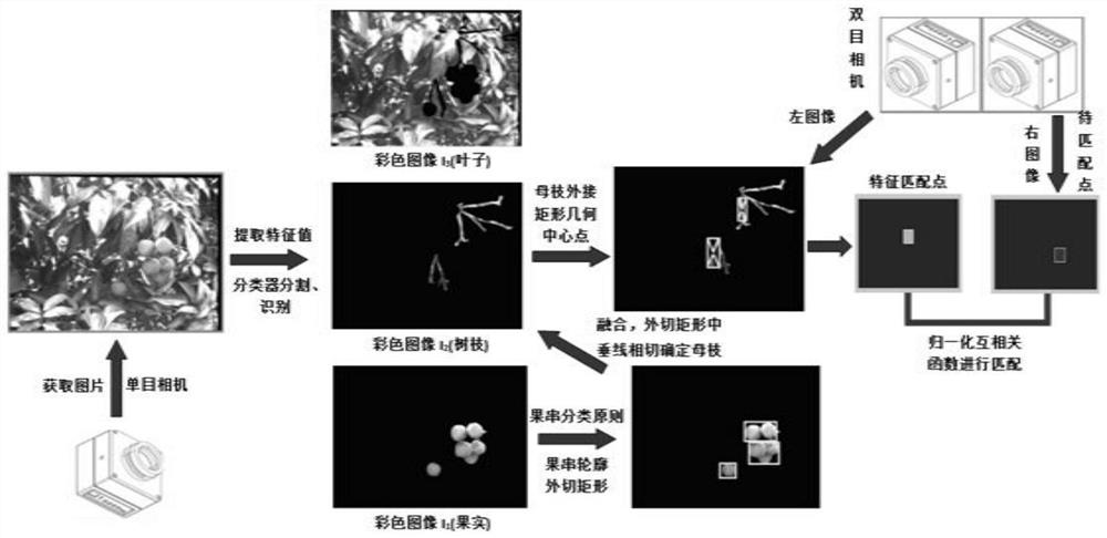 Method for judging interference type of bunch-type fruit mother branch based on visual scaling method